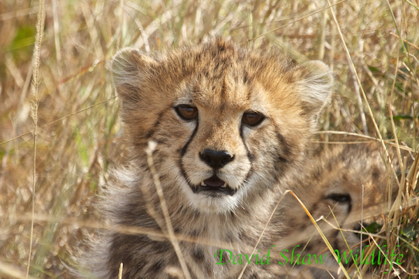 Cheetah cub